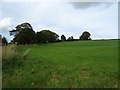 Grassland towards Thorncliff Spring Farm