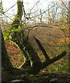 SX7884 : Ferns on tree near Trenchford Stream by Derek Harper
