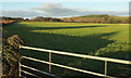 Sheep pasture east of Lewdons Farm