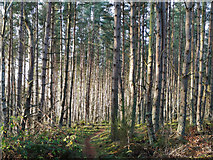 NH6455 : Path through Bellton Wood by Julian Paren