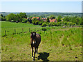 Pony with a view