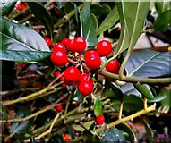 SO7119 : Holly berries by Jonathan Billinger