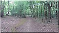 TQ0789 : Path in North Riding Wood by Shaun Ferguson