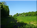 Field north of School Road, Kelvedon Hatch