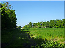 TQ5799 : Field north of School Road, Kelvedon Hatch by Robin Webster