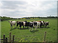 Field of Bullocks near Thurcroft