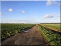 Black Drove on the edge of Anwick Fen