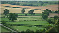 Sheep by Montgomery Castle