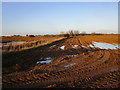 Drain and waterlogged field off Moor Lane, Leasingham