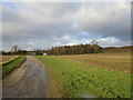 Lane, stubble field and plantation near Crockwell Farm