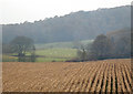 Farmland near Wassell Wood