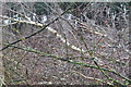 SU1203 : Raindrops on fallen branches, Avon Heath Country Park by David Martin