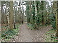 Footpath, Pyrford Common