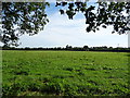 Grazing near Upton Grange