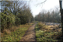 TL5571 : Woodland walk on Wicken Fen by Bill Boaden