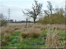 TQ0357 : Marshy field on path to Newark Lane by Robin Webster
