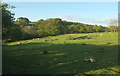 Sheep pasture south of Dennington Barton