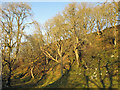 Trees on Ambling Gate Bank