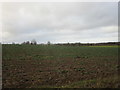 SK9743 : Field of oilseed rape near West Willoughby by Jonathan Thacker