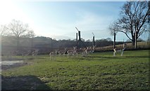 SO7974 : Animals at West Midland Safari Park by Fabian Musto
