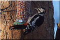 Great Spotted Woodpecker (Dendrocopos major), Loch Garten