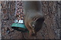 Red Squirrel (Sciurus vulgaris), Loch Garten 