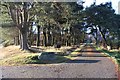 Pine wood at the entry to Mains of Altries