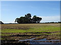 Stubble field off Poulton Hall Road