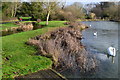 Pond beside the River Dever at Stoke Charity