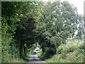 Tree arch on Barkers Road