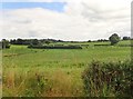 H9023 : Pasture land in inter-drumlin wetland hollow East of Skerriff Road by Eric Jones