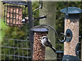 Long tailed tits