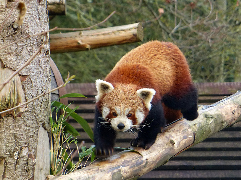 longleat safari park red panda