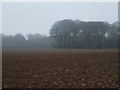 Misty field on the Gordano Round