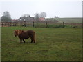 A little Shetland at the zoo