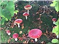 A ring of fly agaric mushrooms