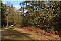 Roadside path, Hurn Forest