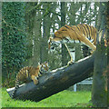 Tiger with cub, Longleat Safari Park