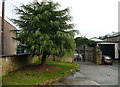 Tree near the ambulance station, Brighouse