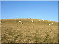 Sheep in the sun