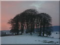 Trees on Doe Hill