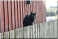 NT0074 : Cat on the fence, Beecraigs Country Park by Richard Sutcliffe