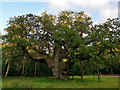 SK6267 : The Major Oak, Sherwood Forest by Phil Champion