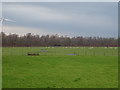 Grazing near Gaitle Bridge