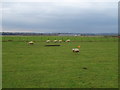 Sheep grazing near Longtown