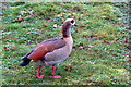 Egyptian Goose (Alopochen aegypticus), Painshill, Cobham