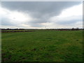 Grazing near The Fauld