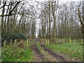 Track into woodland 