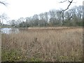 Reed beds at north end of Chard Reservoir