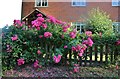 Rose garden in Little Hormead